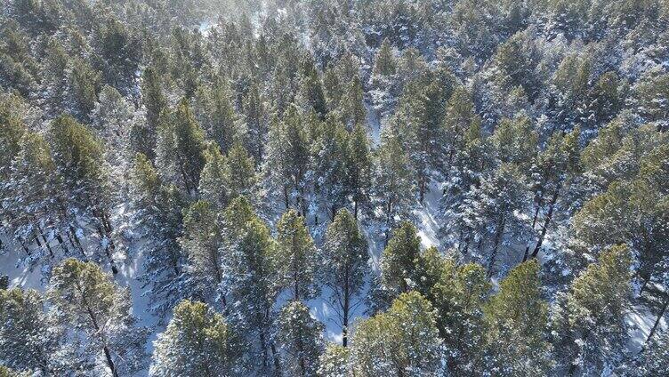 航拍下雪时的林海雪原绿色松林