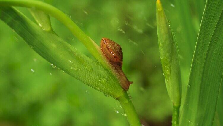 叶子上的蜗牛雨中蜗牛微距拍摄微生物自然