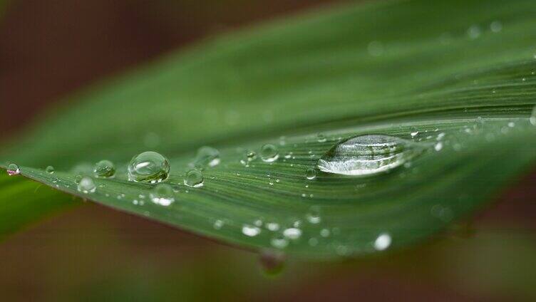 合集花叶上的水珠叶子上的水珠雨点落在绿色