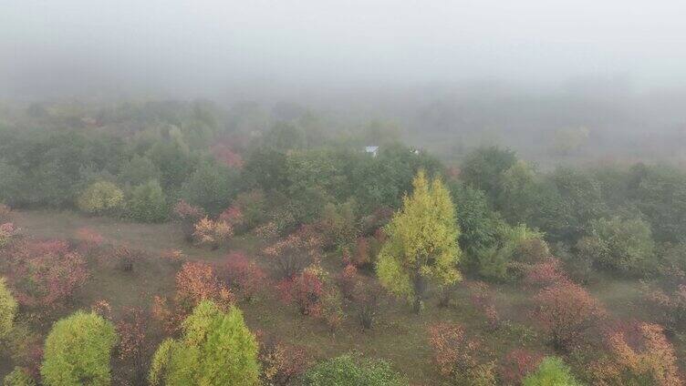 秋季晨雾缭绕的彩色树林