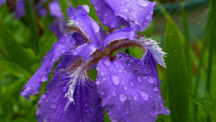 雨中的紫色鸢尾花