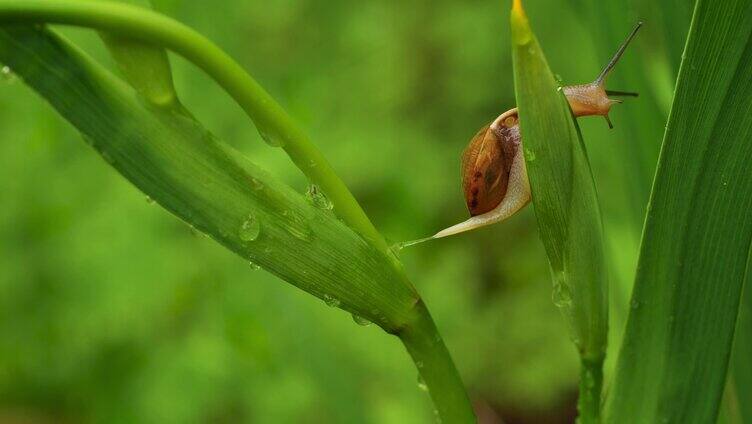 叶子上爬行的蜗牛微距拍摄微生物自然