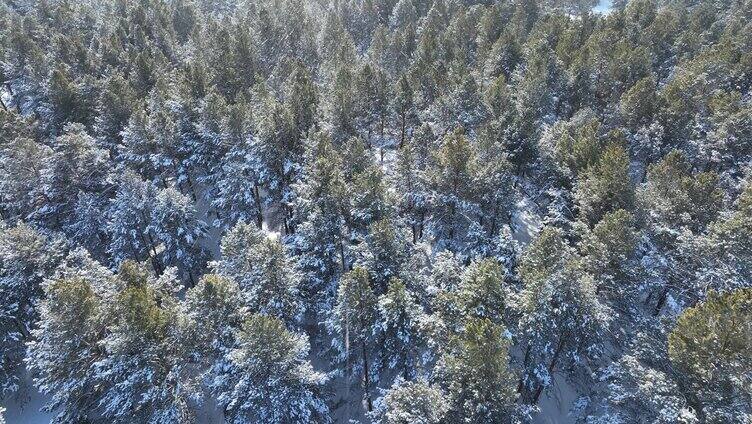 航拍下雪时的林海雪原绿色松林