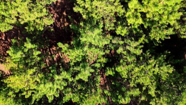 大自然森林树林航拍俯拍画面