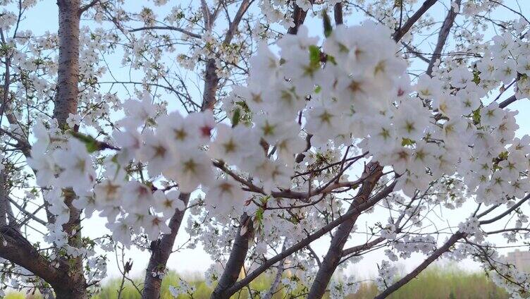 果树开花梨花盛开