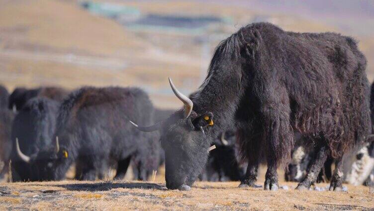 西藏 藏区草地牦牛蓝天