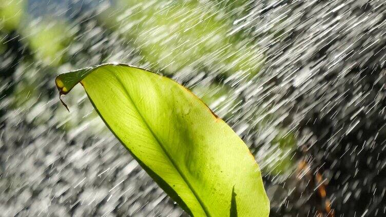 雨水洒在植物上