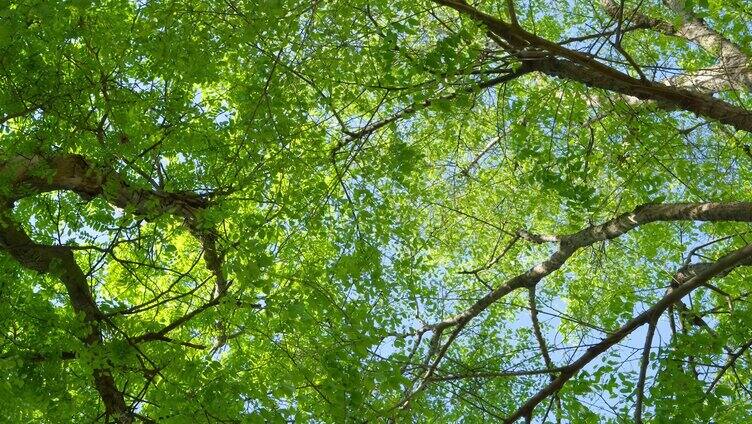 抬头看树树底下大树初夏 春天树叶小清新