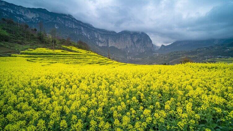 峡谷春天开满油菜花