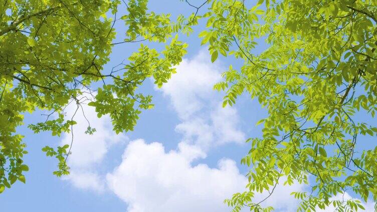 夏天树底下树荫云朵夏至空境素材