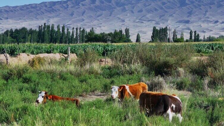 新疆呼图壁周边牛群组镜