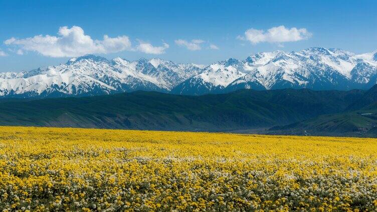 雪山下的花海延时