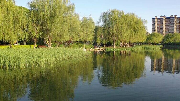  夕阳 湖水 柳树 