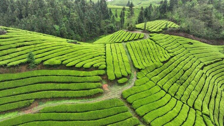 航拍山区茶园茶山