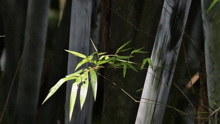 4k茂密竹林竹子竹叶特写视频