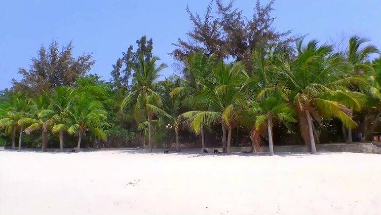  海南风光海边沙滩椰林 