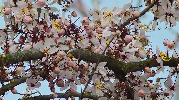 春天的泰国樱花花开实拍视频