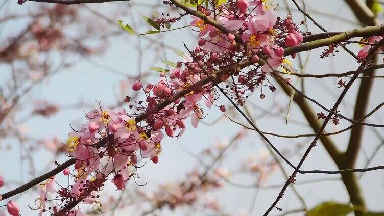 春天的泰国樱花花开实拍视频