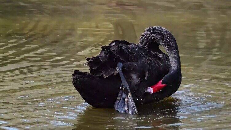 池塘里人工养的黑天鹅视频