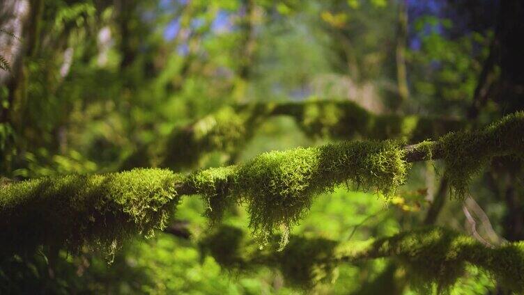 阳光透过森林树叶