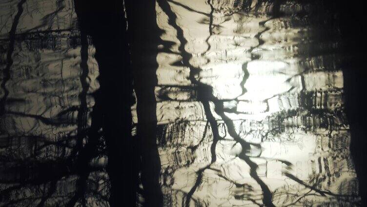 树在水面倒影剪影