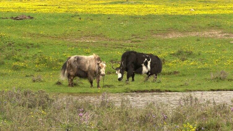 湿地 野鸭子 旱獭 牦牛高原大自然 青海