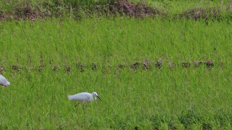 白鹭鸟鸟儿稻田里觅食
