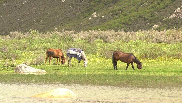 马吃草合集 草原 山水 美景 自然 动物