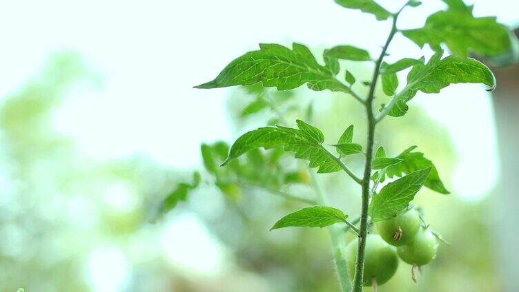 西红柿-青柿子-番茄-洋柿-绿色水滴果蔬