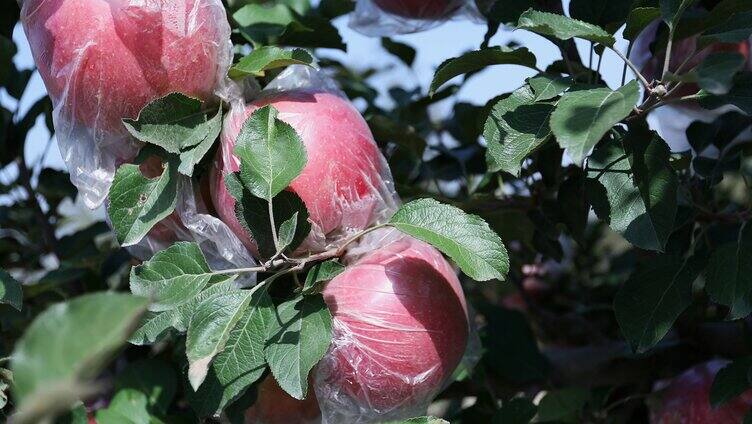 苹果-丑苹果-红富士苹果-果子-农业