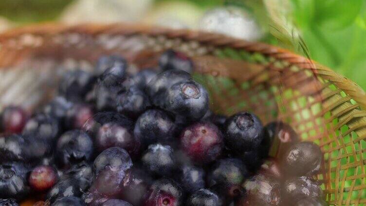 蓝莓-梅子-黑莓-莓果-蓝莓果4K特写