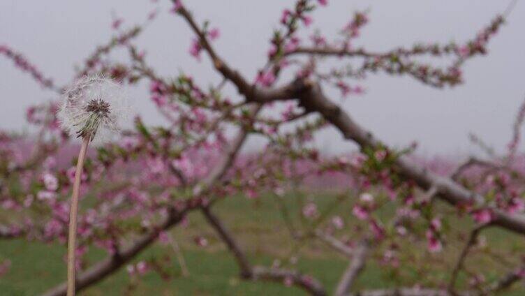 桃花-春暖花开-春天花朵-开花-桃花树