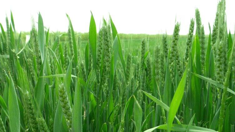 麦田-绿色希望-田野-绿色麦穗-麦子小麦