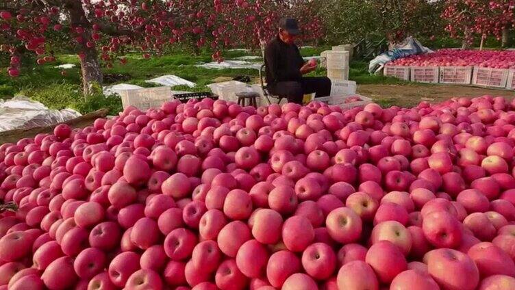 苹果-红富士-片红-条红-糖心果-老农民