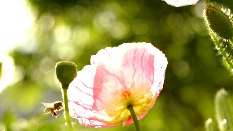 采蜜的蜜蜂逆光慢动作