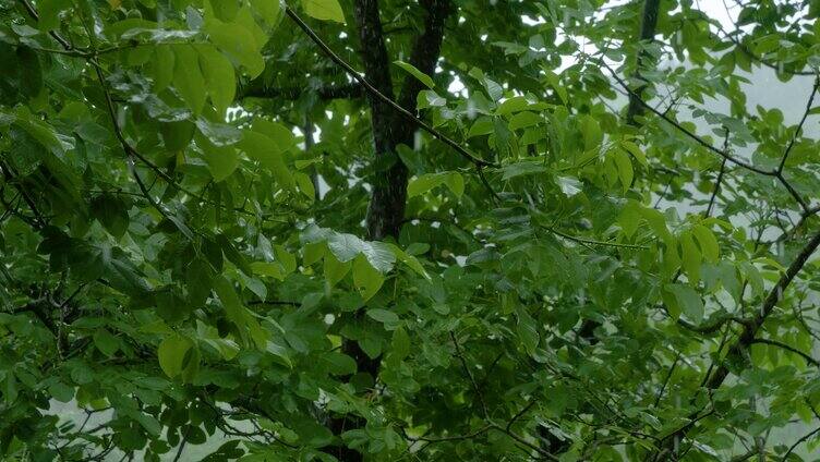 下雨吹风树叶