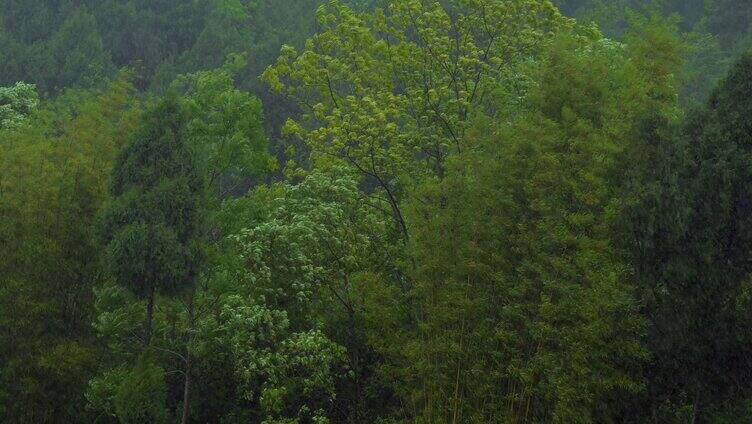 下雨吹风树叶