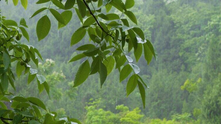 雨中的树叶下雨天核桃树