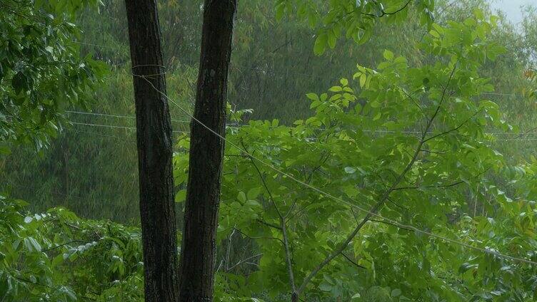 下雨天的树林