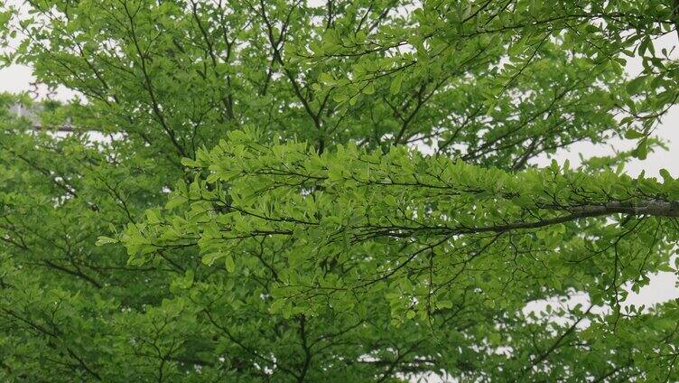 雨天植物树叶绿叶