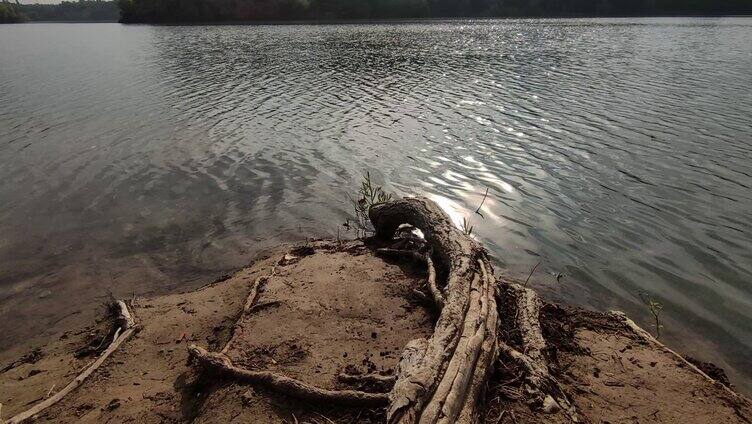 树根河水流水的湖面