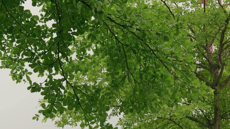 树叶绿叶雨滴滴落