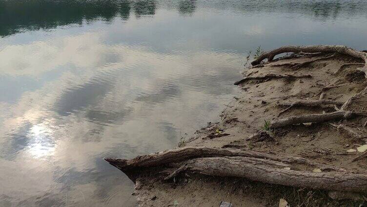 湖水岸边盘根错节的树根