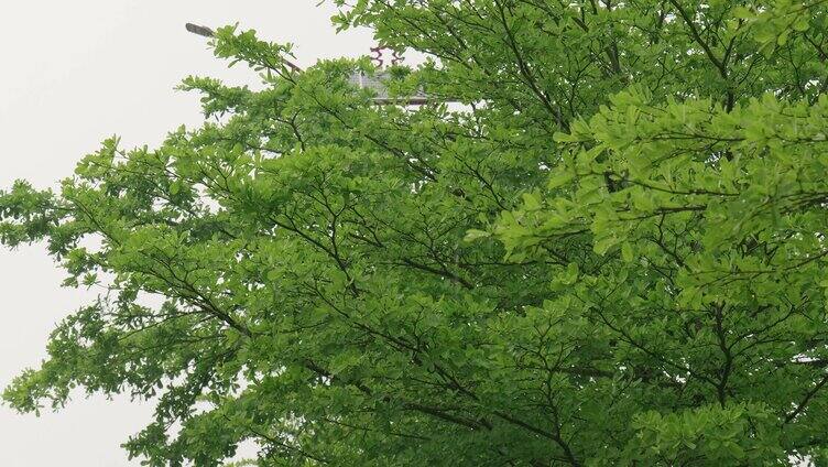 雨天雨水雨滴树叶绿叶