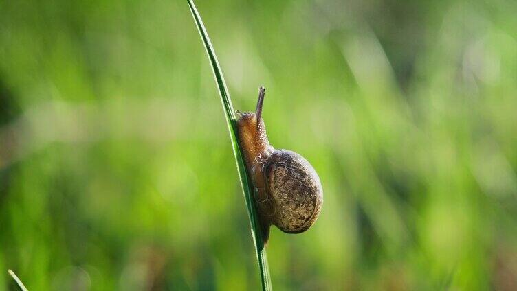 苔藓上的蜗牛爬行