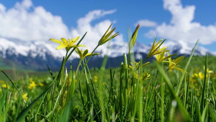 新疆伊犁大草原上的野花延时