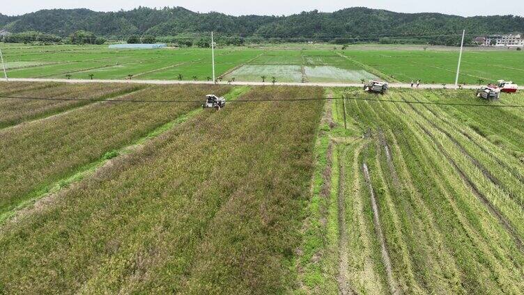 油菜收割，无人机拍摄（原素材）