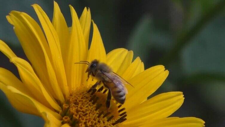 菊花 蜜蜂采蜜