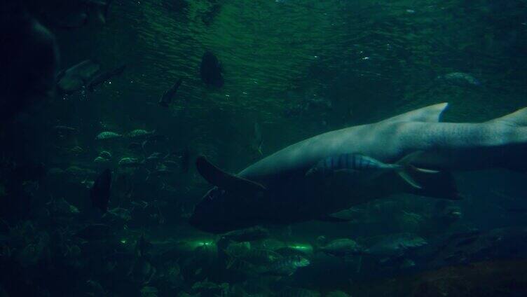 海洋馆内的大白鲨