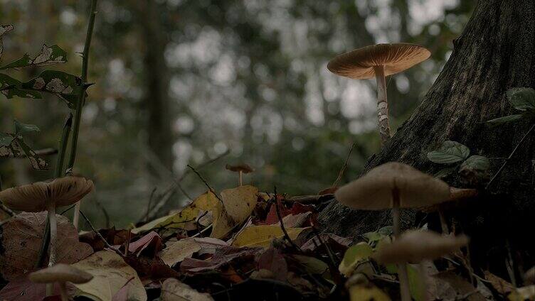 大自然森林里的蘑菇微距镜头